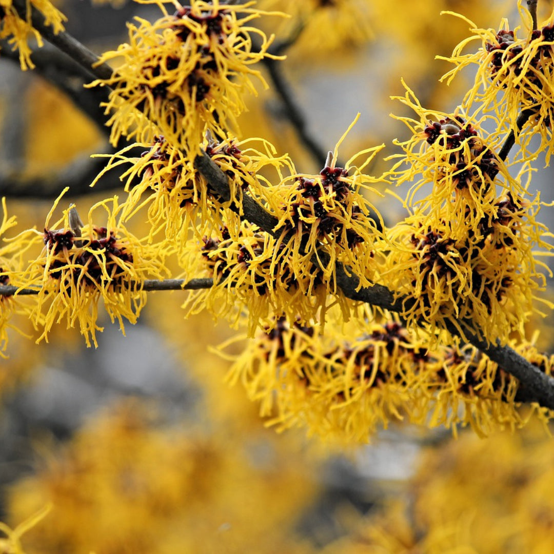 Witch Hazel to the Rescue: Banish Bugs and Soothe Skin